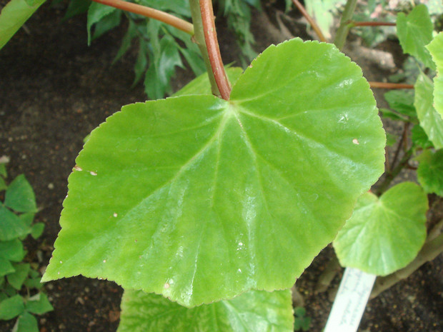 Бегония сульката - Begonia sulcata