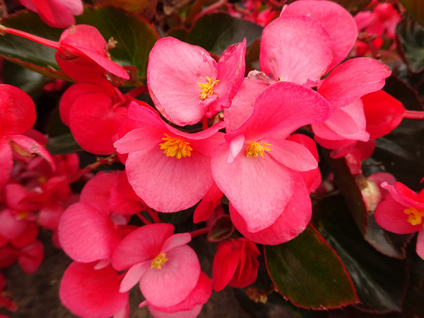 Бегония x бенариензис 'БОЛЬШОЙ Розовый Брозовый Лист' - Begonia x benariensis 'BIG Rose Bronze Leaf'
