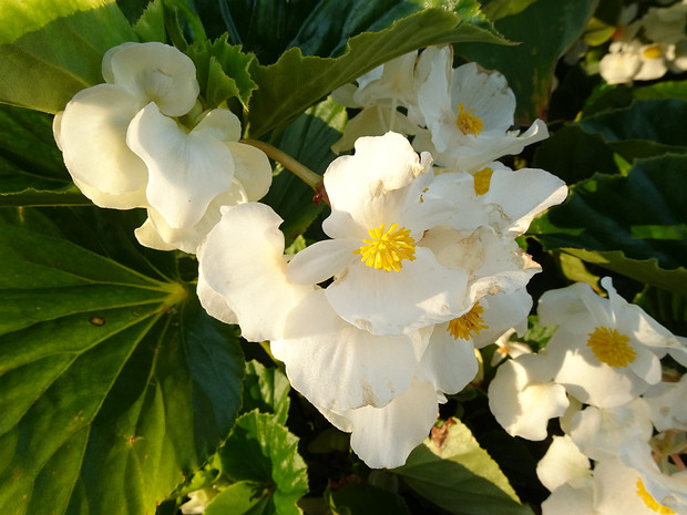 Бегония x вечноцветущая-культурная белая форма - Begonia x semperflorens-cultorum f. alba