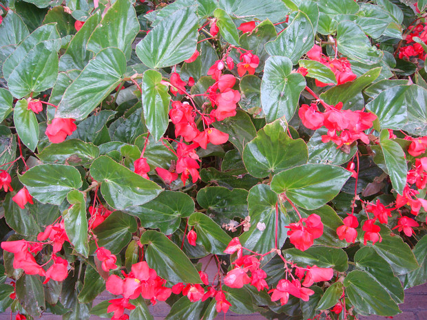 Бегония x вечноцветущая-культурная красная форма - Begonia x semperflorens-cultorum f. rubra