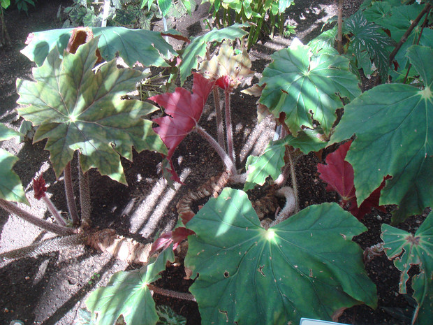 Бегония x клещевинолистная - Begonia x ricinifolia