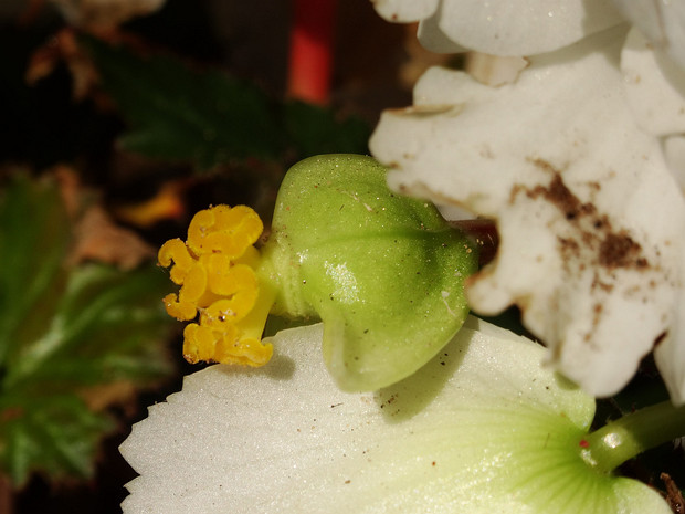 Бегония x клубневая белая форма - Begonia x tuberhybrida f. alba