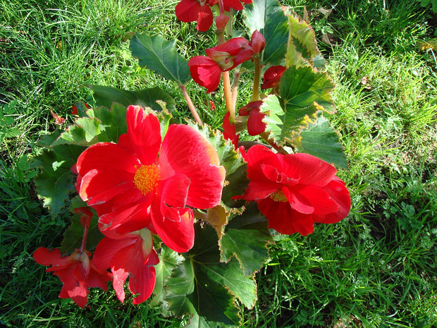 Бегония x клубневая - Begonia x tuberhybrida