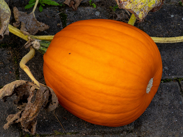 Тыква обыкновенная 'Хоуден' - Cucurbita pepo 'Howden'