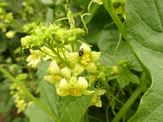Тыквенные - Cucurbitaceae The Cucurbitaceae, also called cucurbits and the gourd family, are a plant family consisting of about 965 species in...