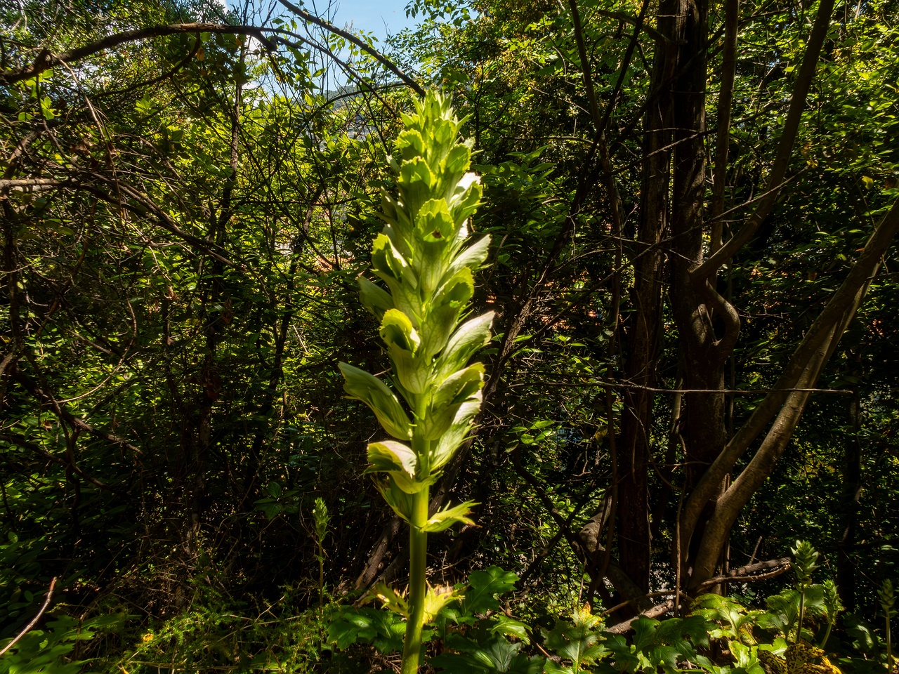 Acanthus mollis _2025-05-14_1-1