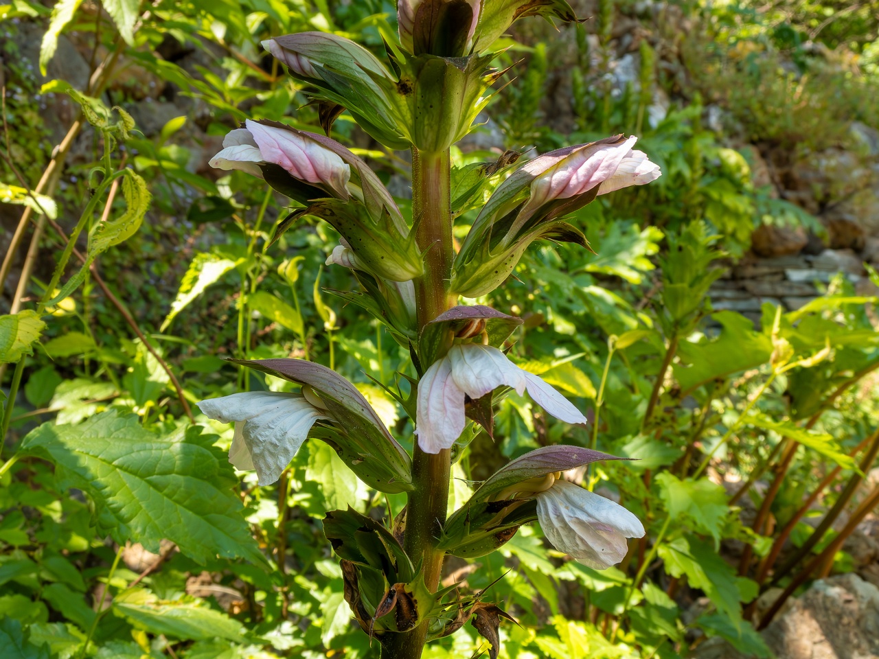 Acanthus mollis _2025-05-14_1-10