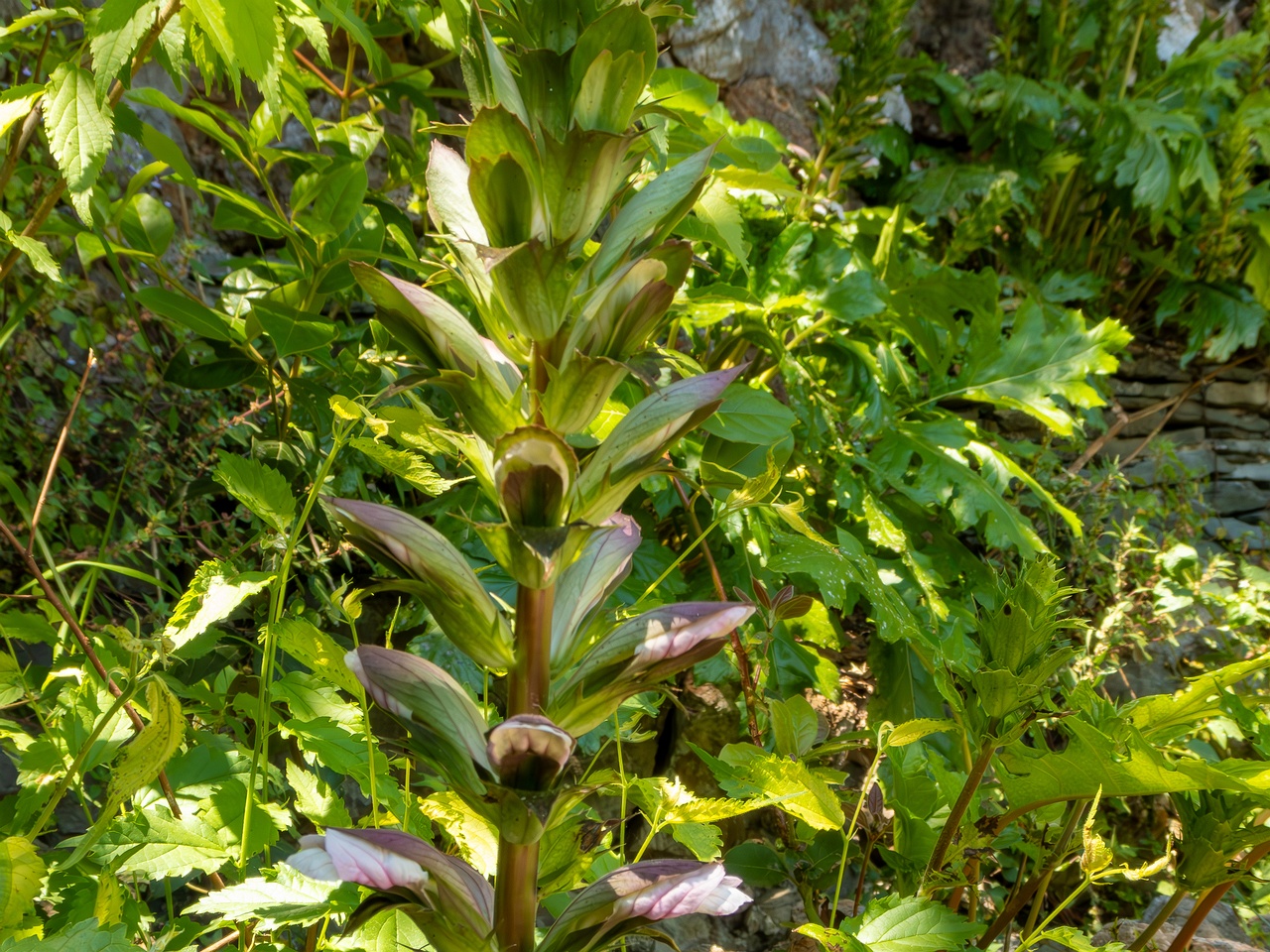 Acanthus mollis _2025-05-14_1-11