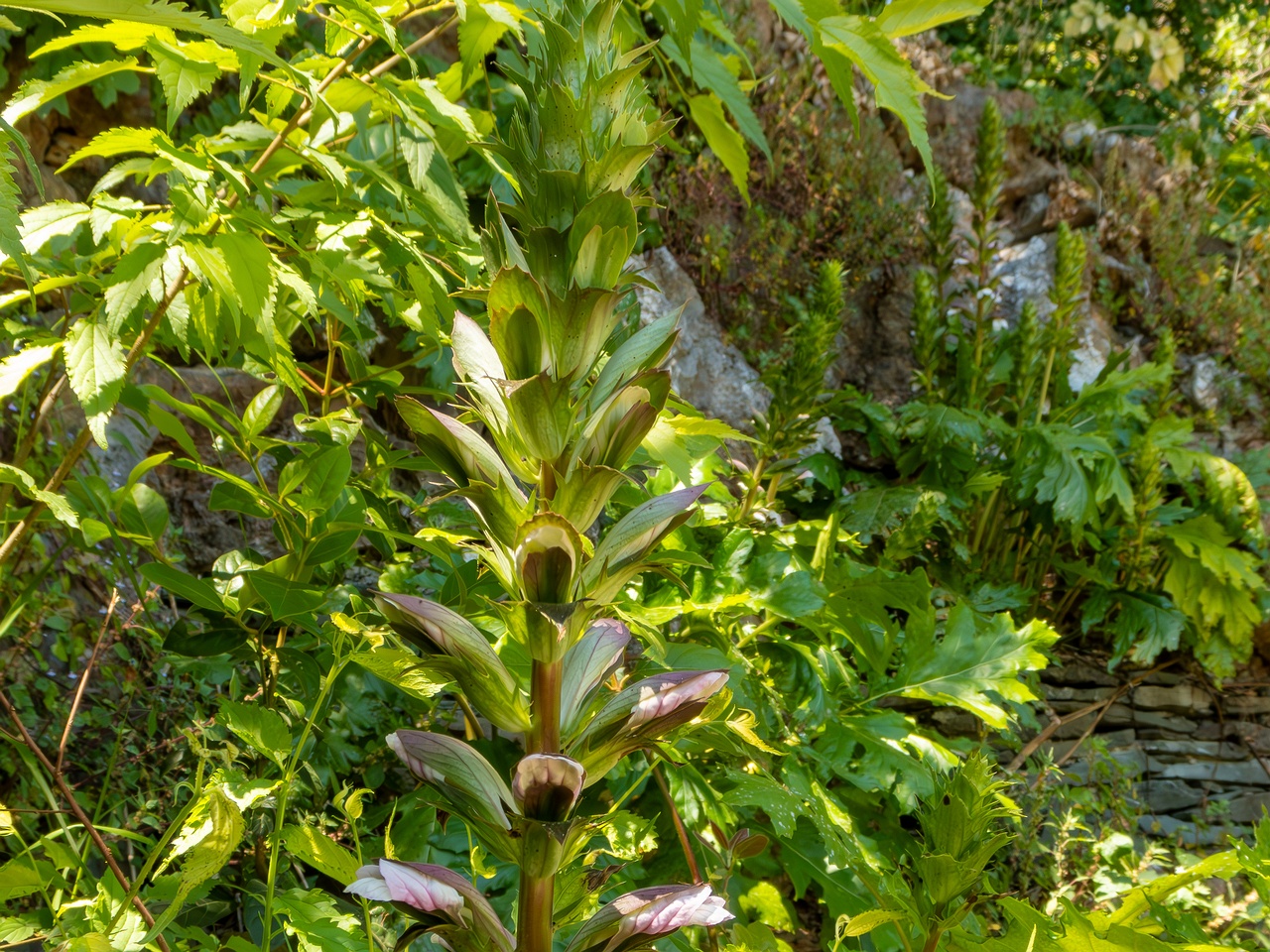 Acanthus mollis _2025-05-14_1-12