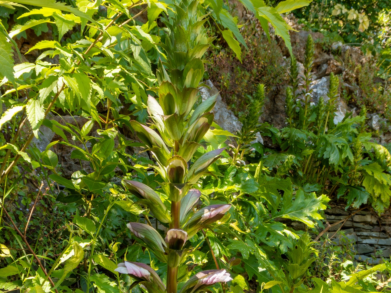 Acanthus mollis _2025-05-14_1-13