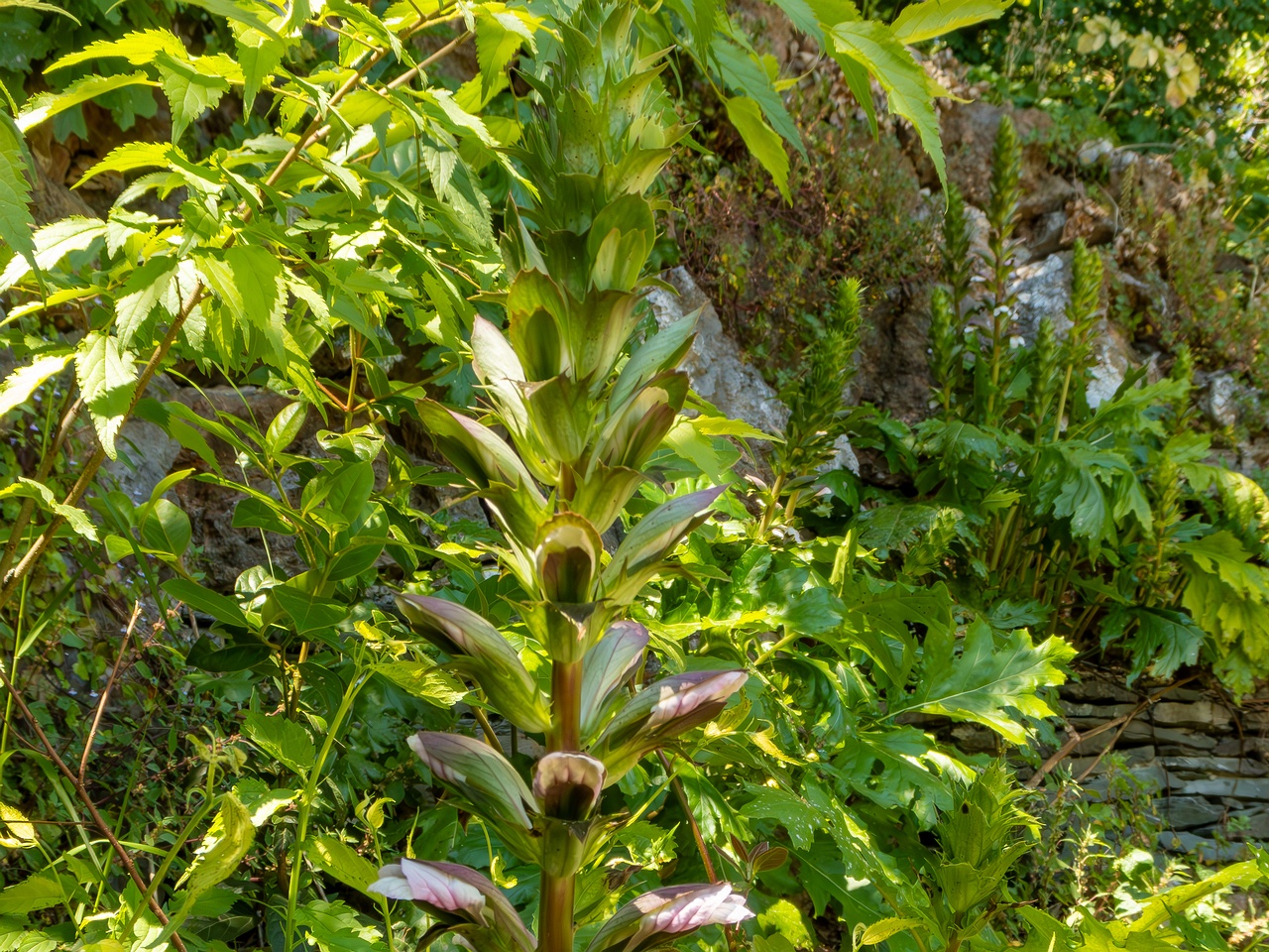 Acanthus mollis _2025-05-14_1-14