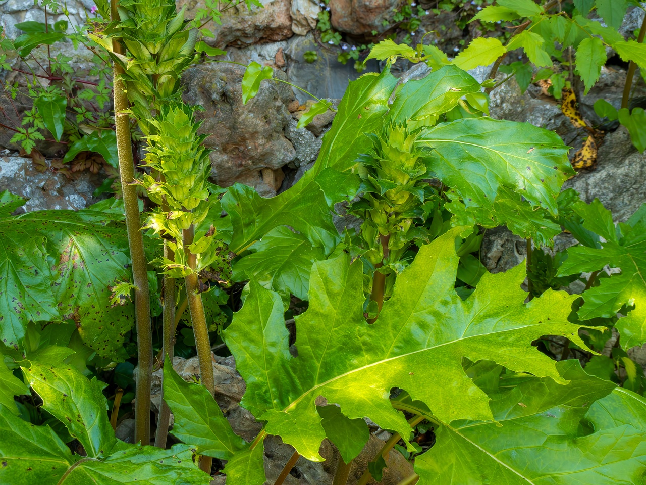 Acanthus mollis _2025-05-14_1-15