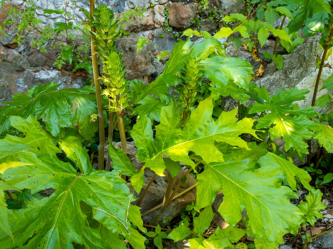 Acanthus mollis _2025-05-14_1-16