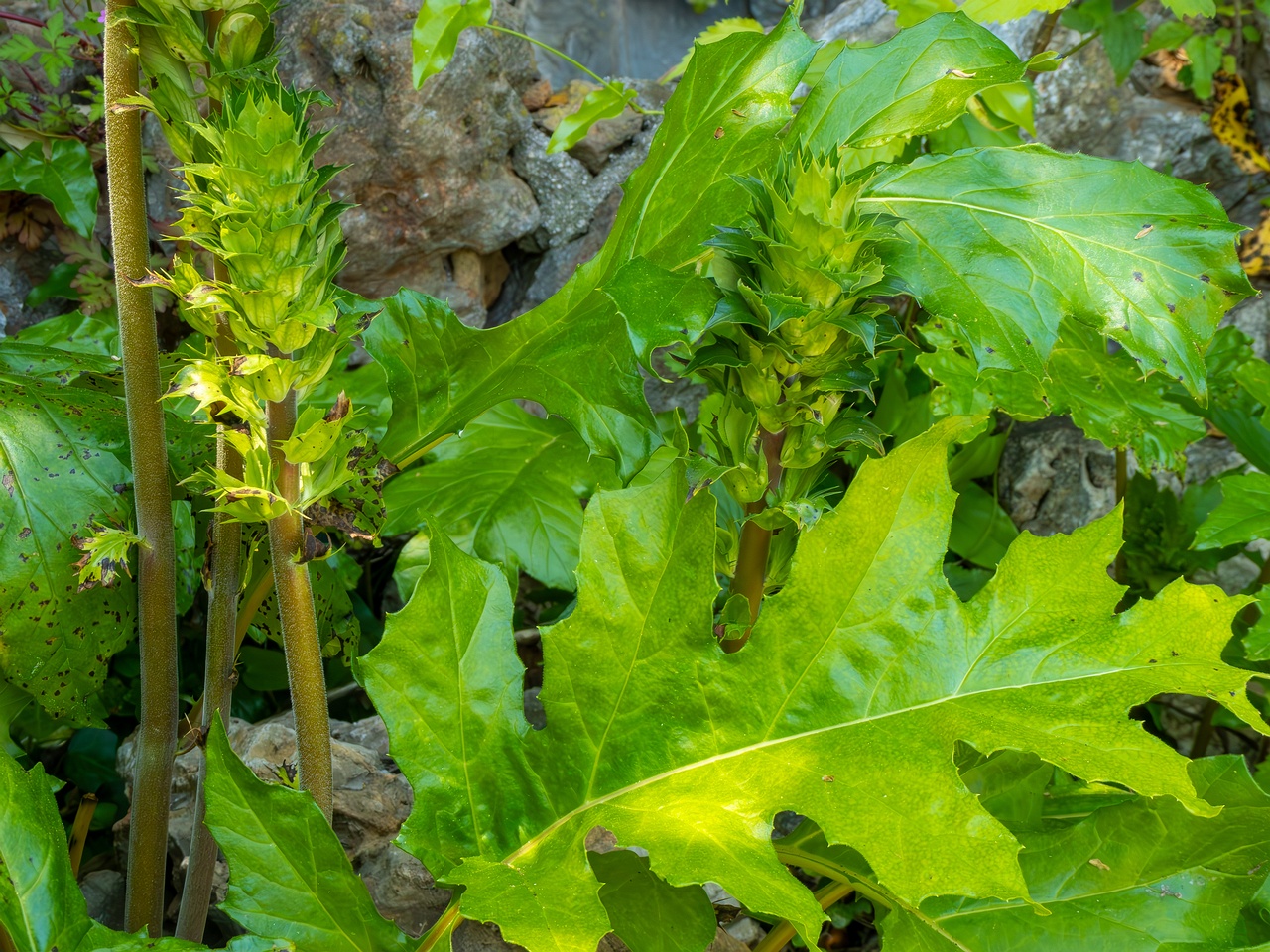 Acanthus mollis _2025-05-14_1-17