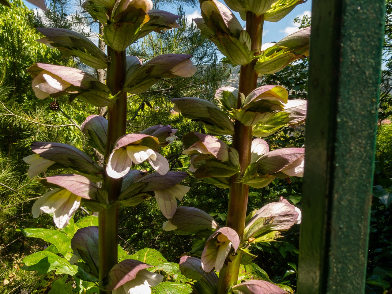 Acanthus mollis _2025-05-14_1-18