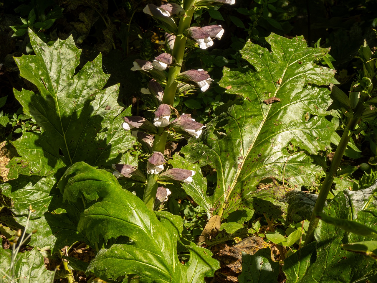 Acanthus mollis _2025-05-14_1-19
