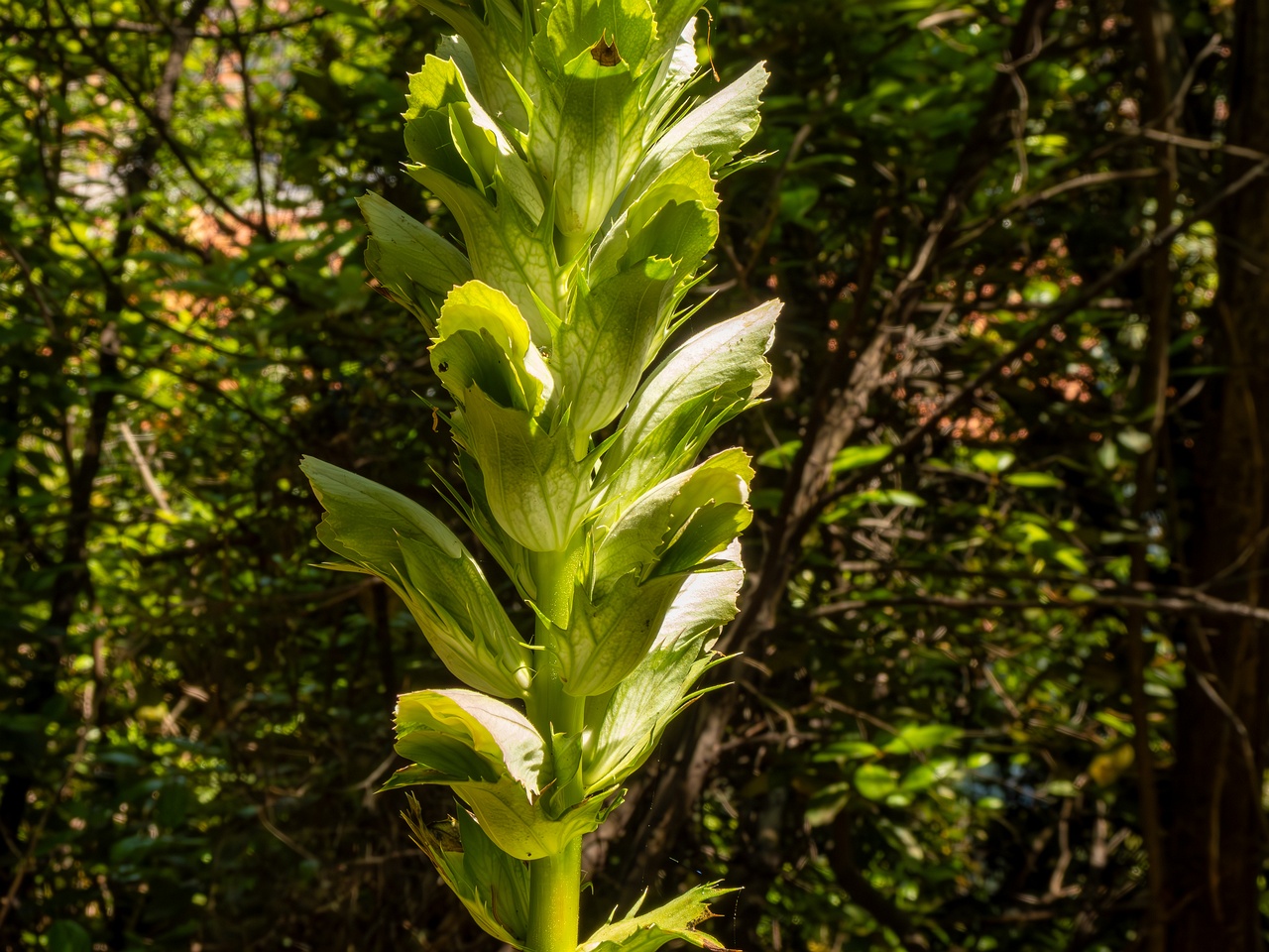 Acanthus mollis _2025-05-14_1-2