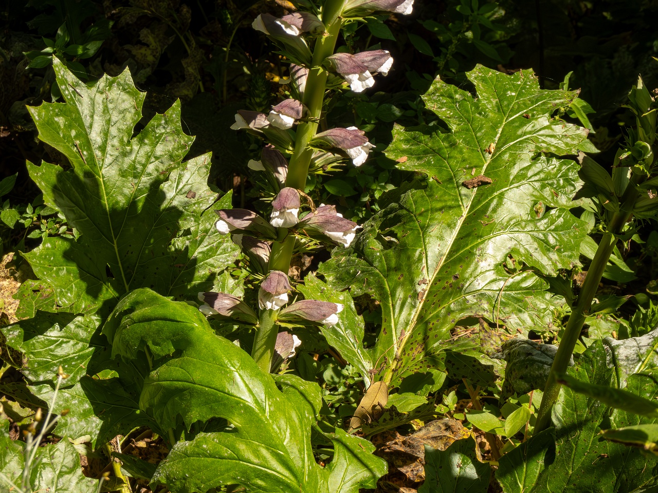 Acanthus mollis _2025-05-14_1-20