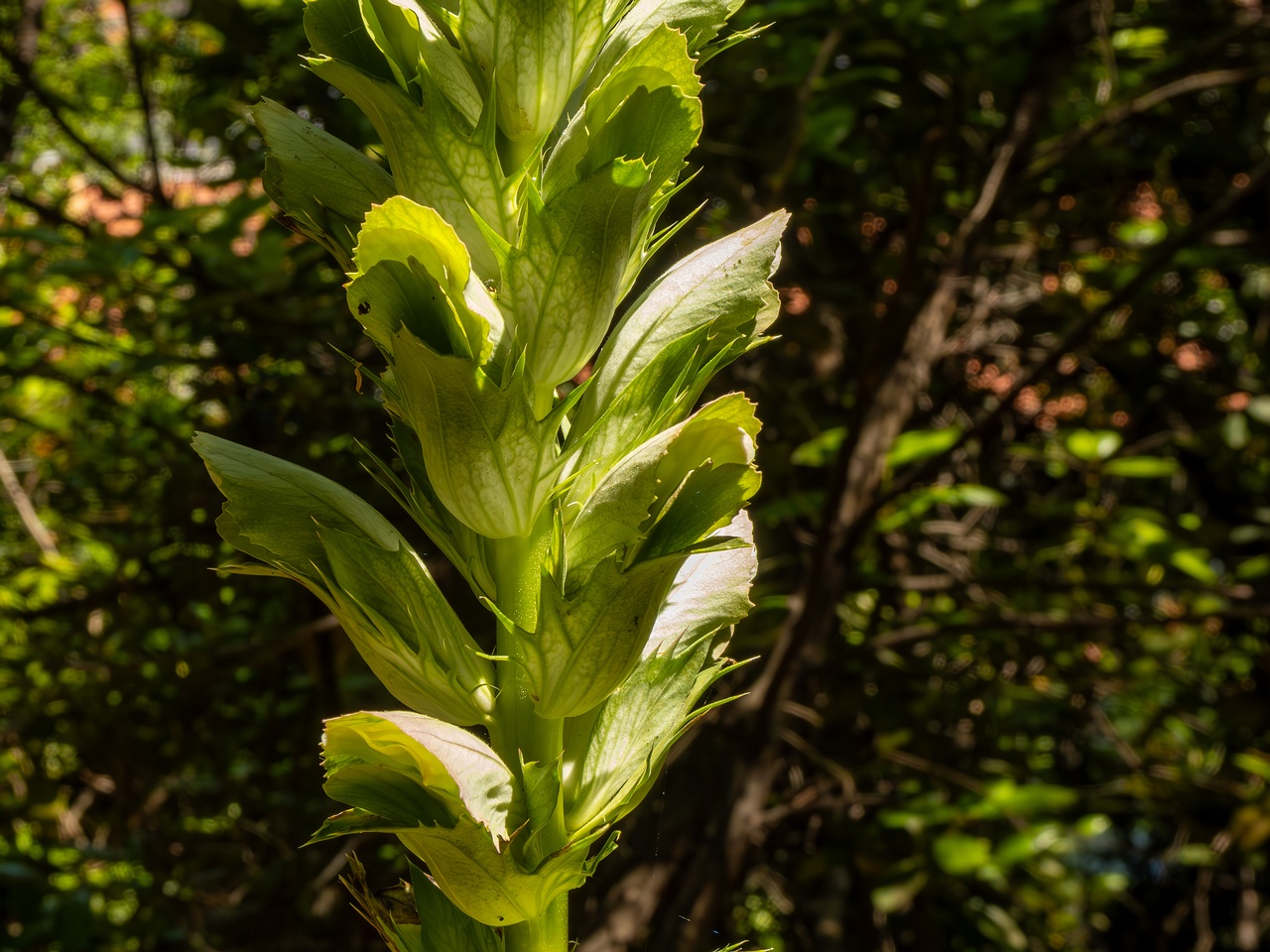 Acanthus mollis _2025-05-14_1-3