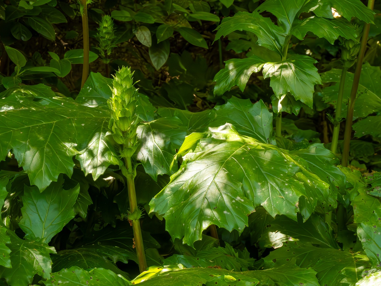 Acanthus mollis _2025-05-14_1-4
