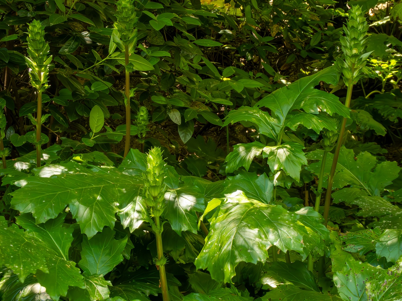 Acanthus mollis _2025-05-14_1-5