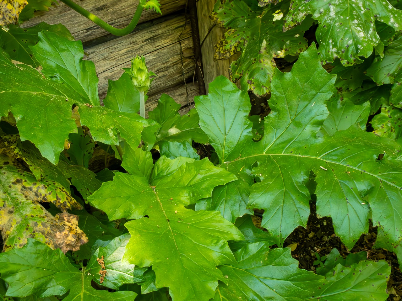 Acanthus mollis _2025-05-14_1-6