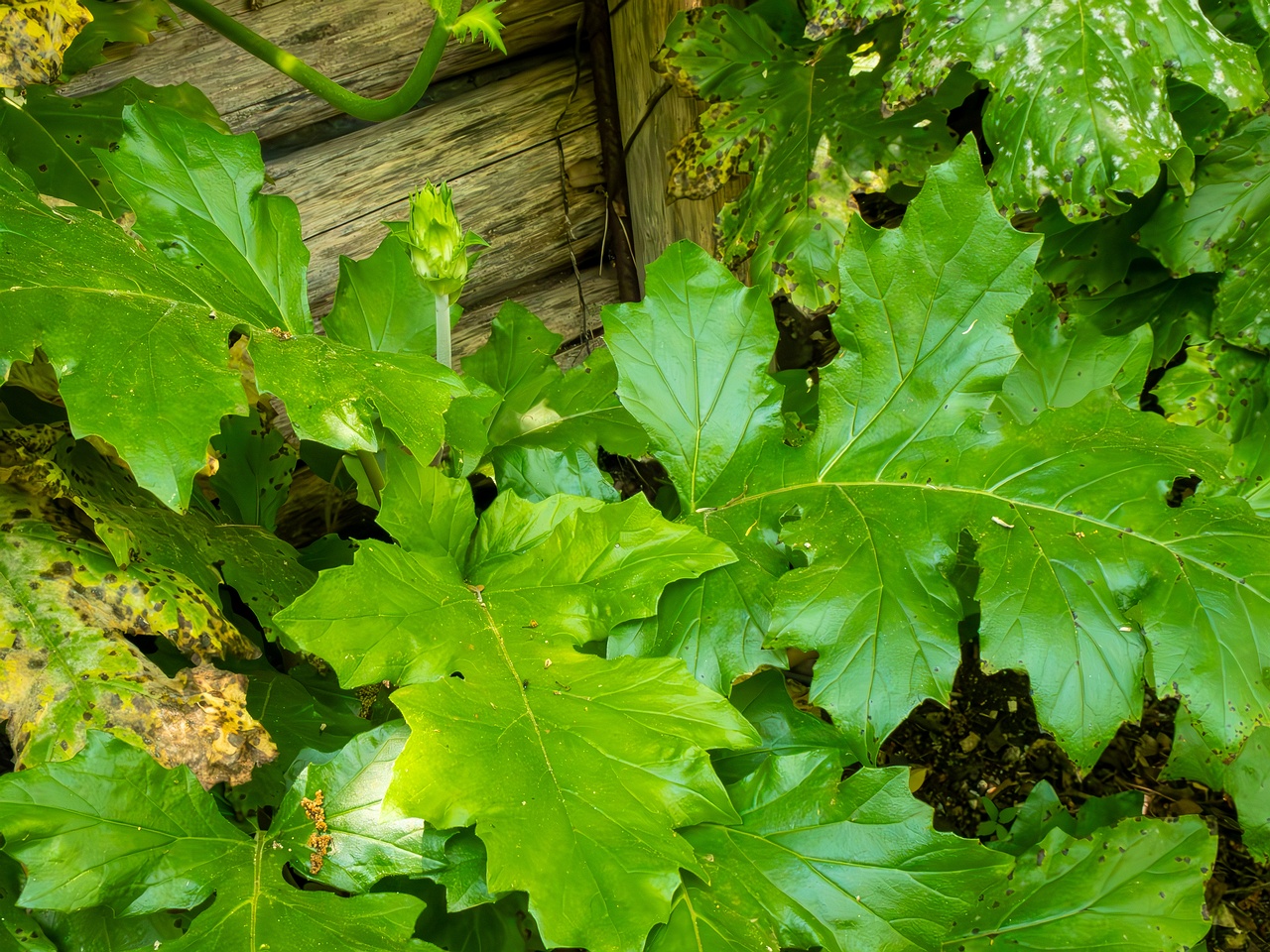 Acanthus mollis _2025-05-14_1-7