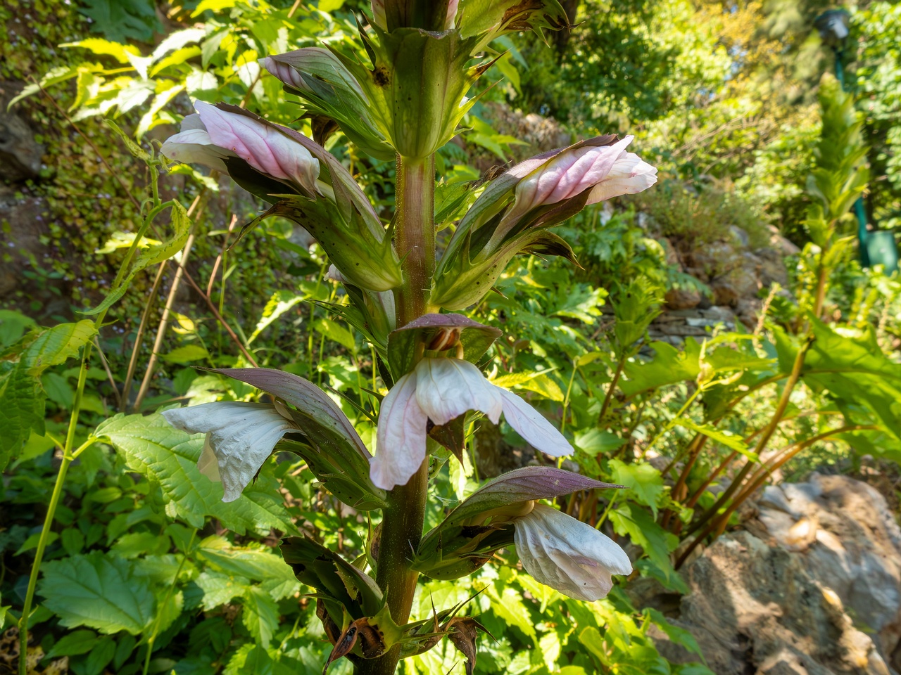 Acanthus mollis _2025-05-14_1-8