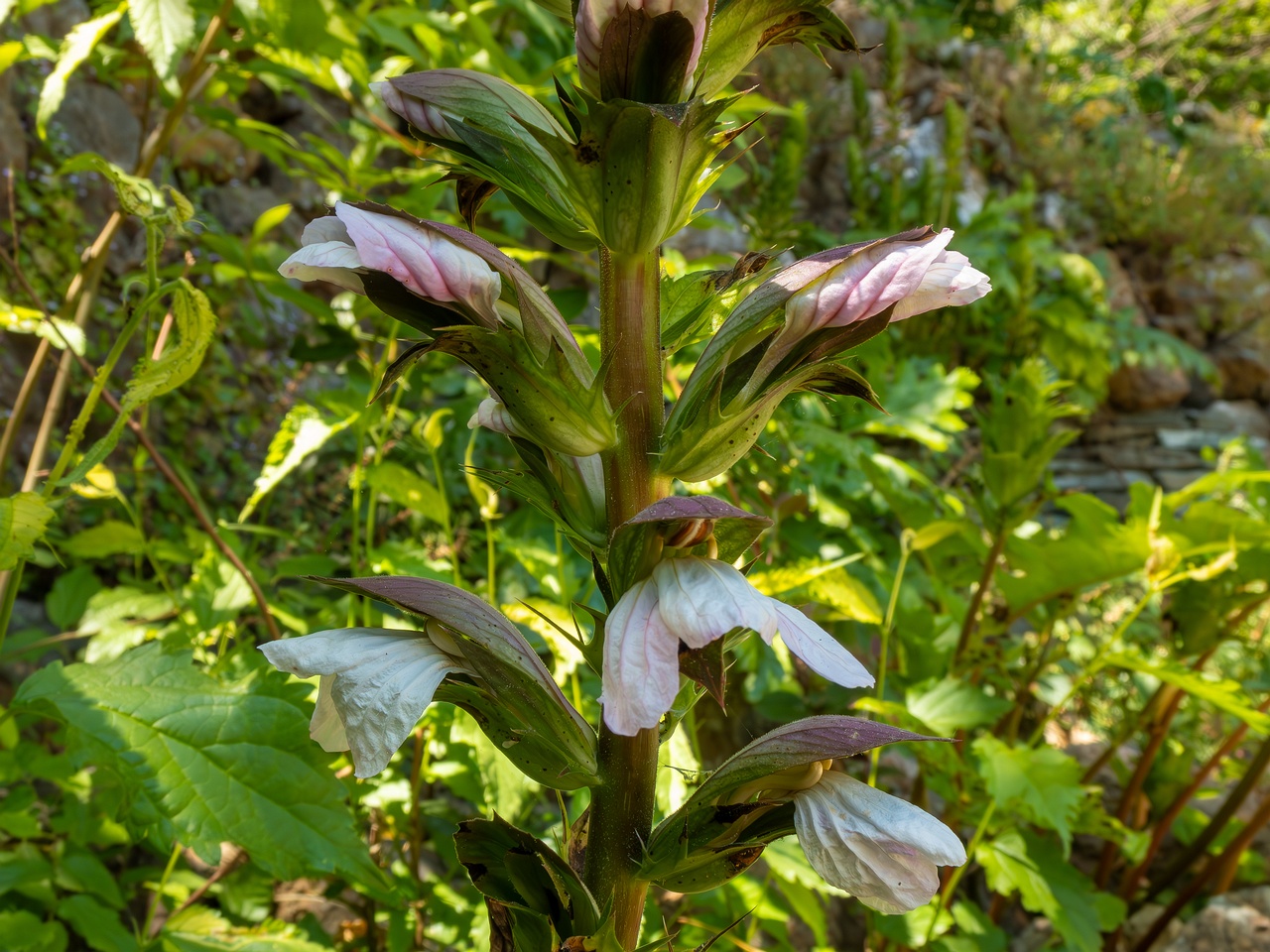 Acanthus mollis _2025-05-14_1-9