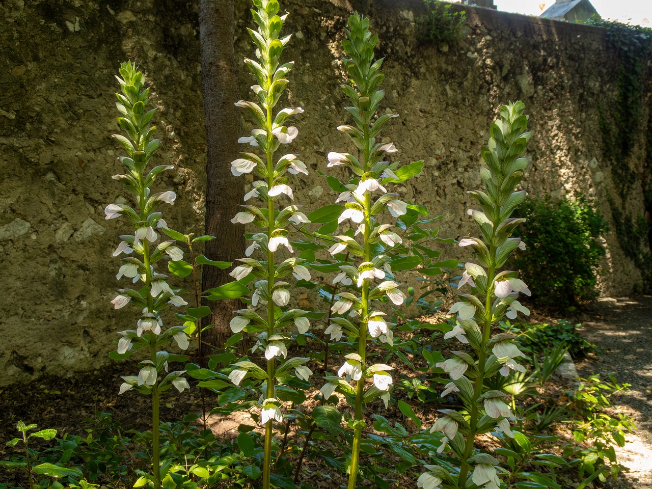 Acanthus mollis _2025-05-14_2-1