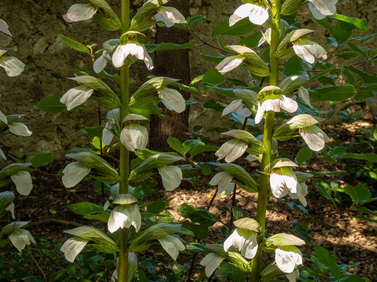 Acanthus mollis _2025-05-14_2-2