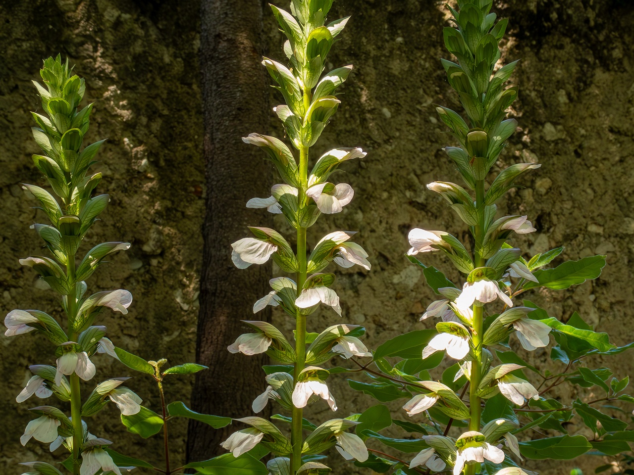 Acanthus mollis _2025-05-14_2-3