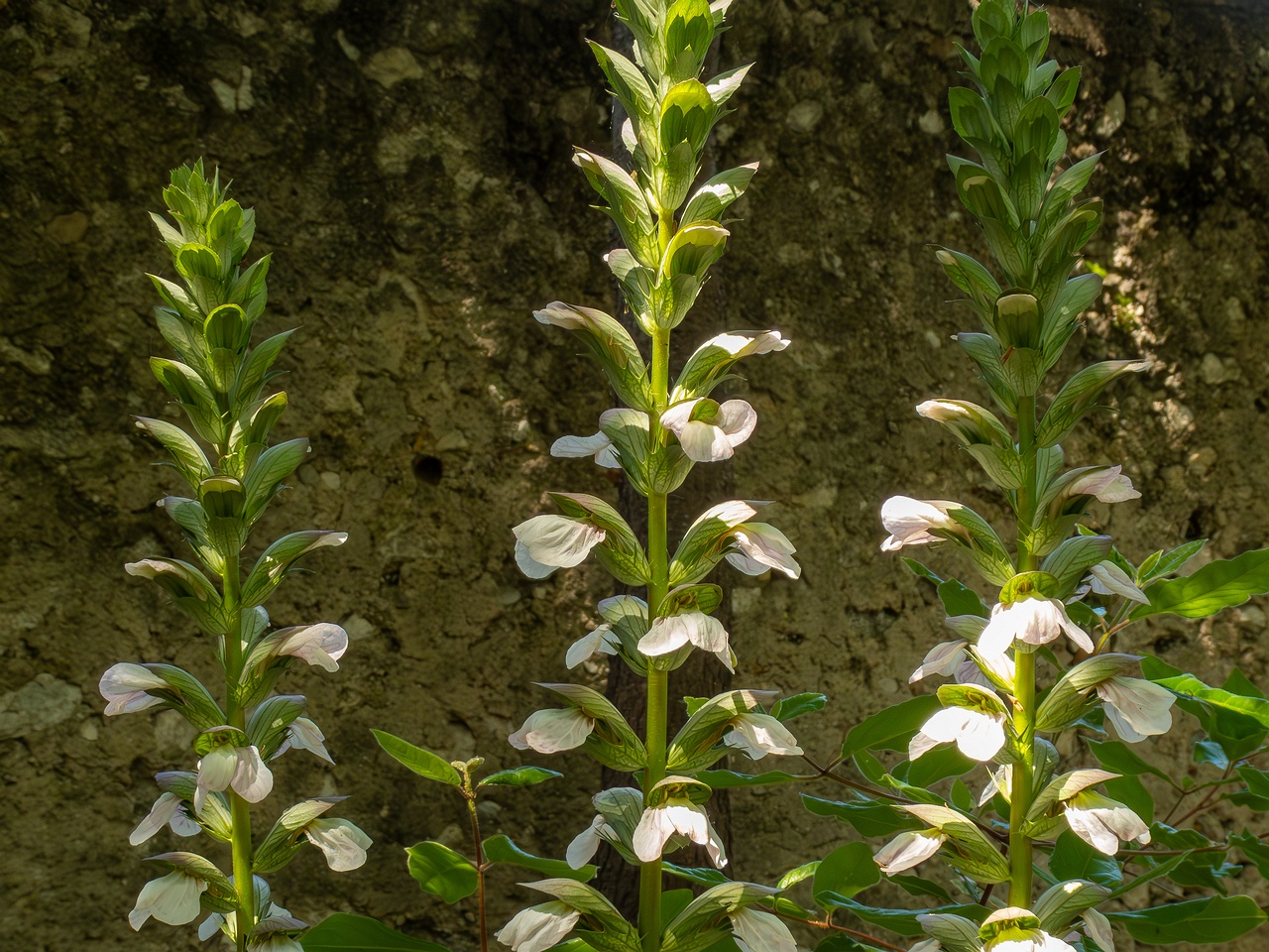 Acanthus mollis _2025-05-14_2-4