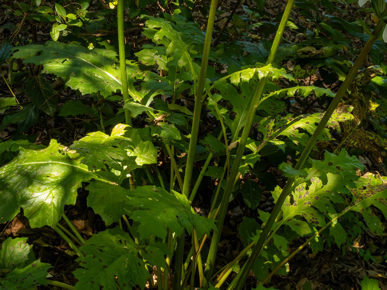 Acanthus mollis _2025-05-14_2-5