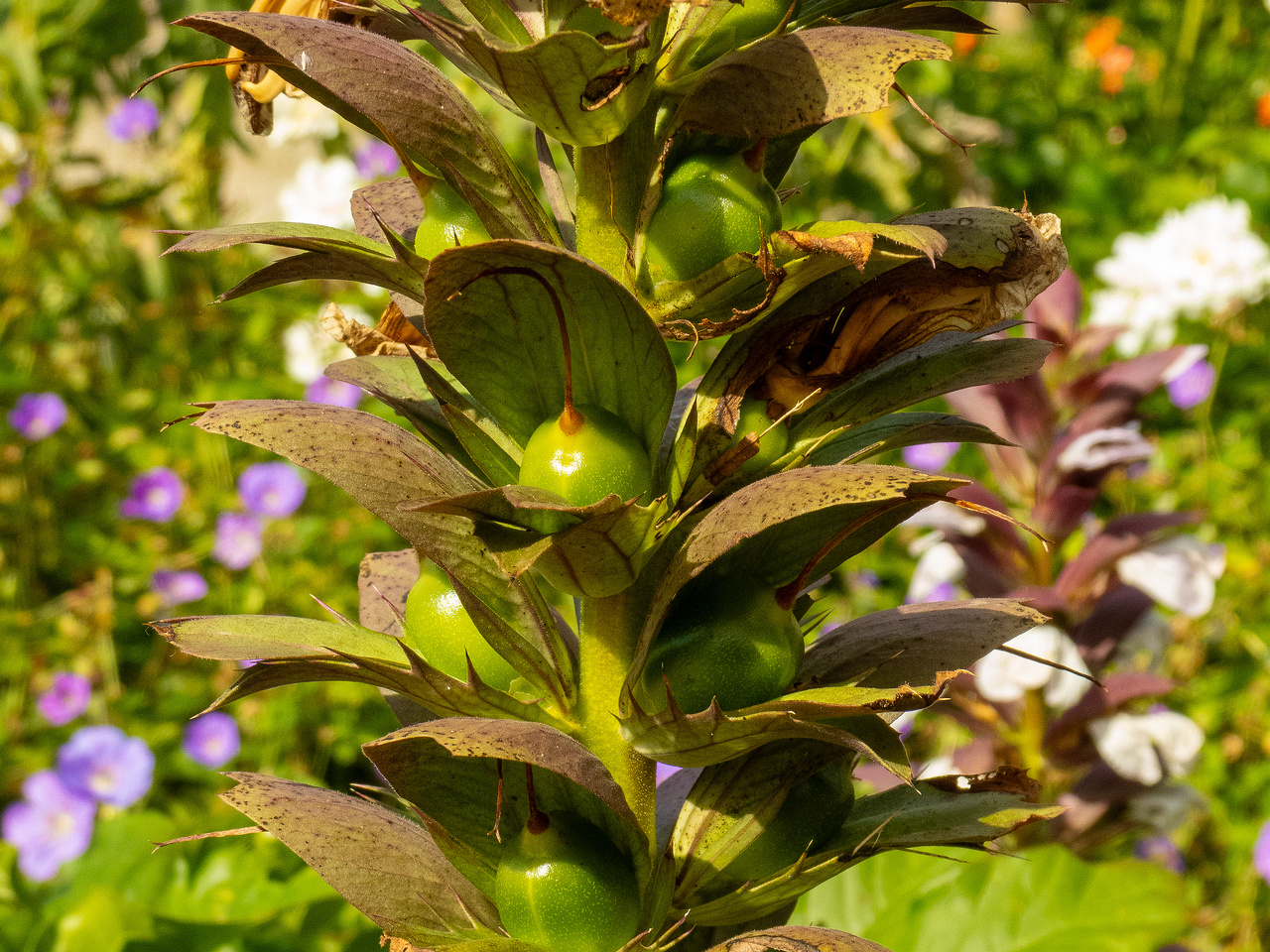 baden-baden-rosarium-13