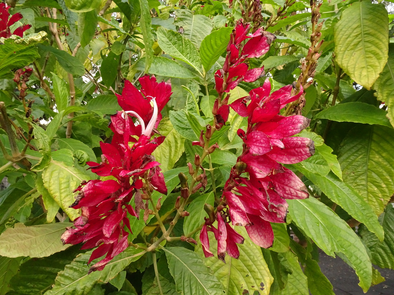 DSC07264