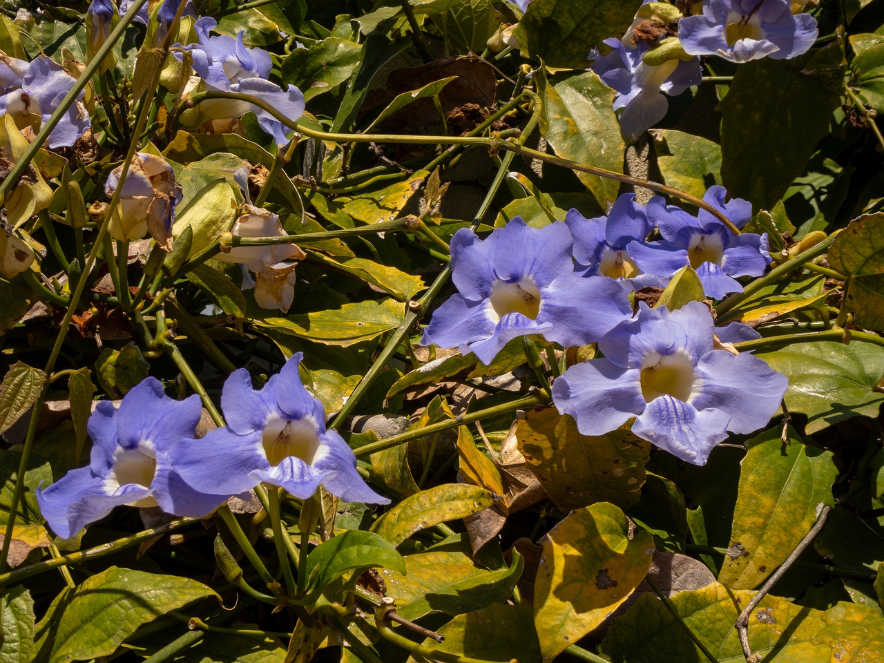 Thunbergia grandiflora _2025-05-12_1-1