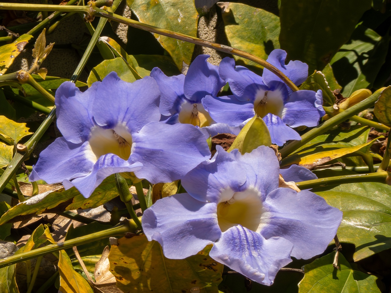 Thunbergia grandiflora _2025-05-12_1-2