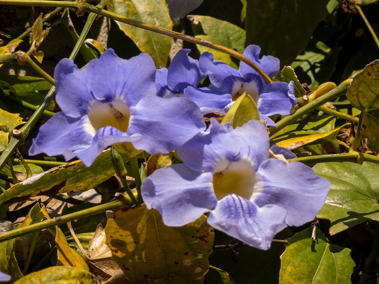 Thunbergia grandiflora _2025-05-12_1-3