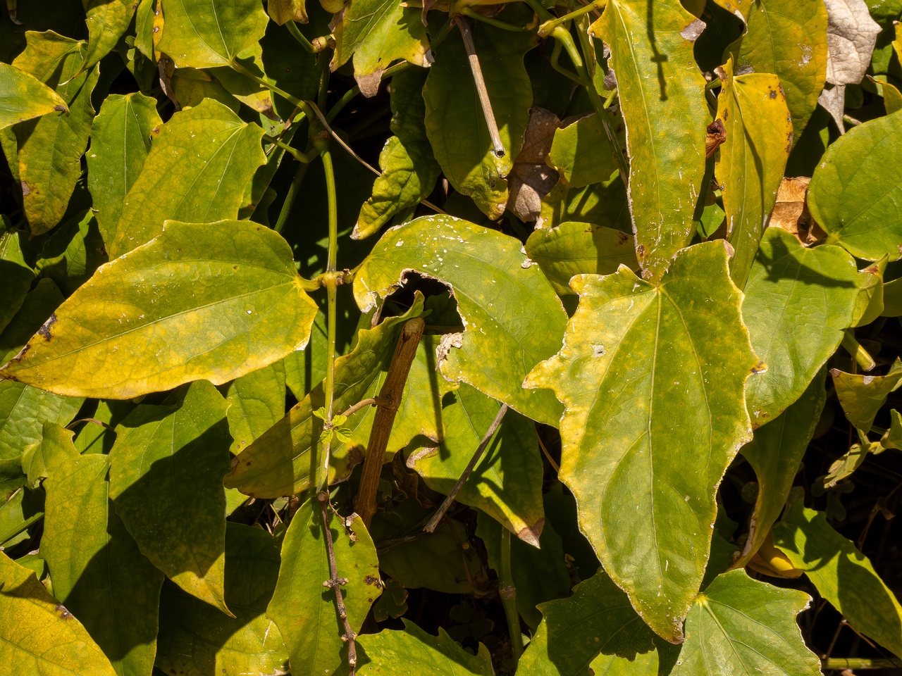 Thunbergia grandiflora _2025-05-12_1-5