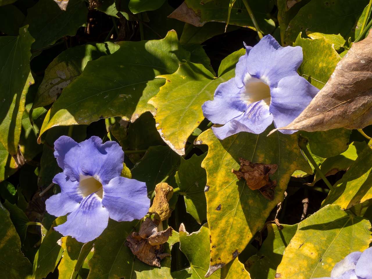 Thunbergia grandiflora _2025-05-12_1-6