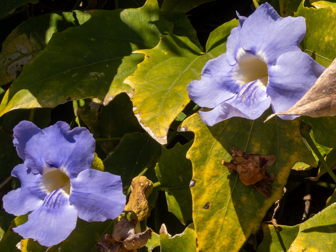 Thunbergia grandiflora _2025-05-12_1-7