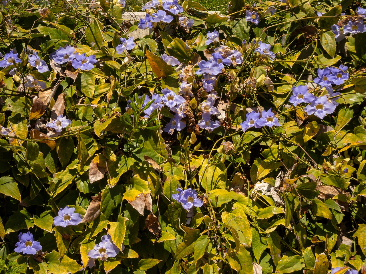 Thunbergia grandiflora _2025-05-12_1-8