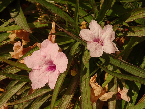Руэллия простая розовая форма - Ruellia simplex f. rosea