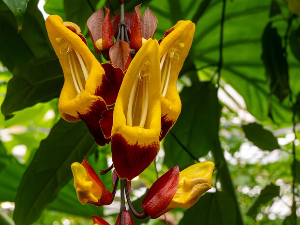 Тунбергия майсурская - Thunbergia mysorensis