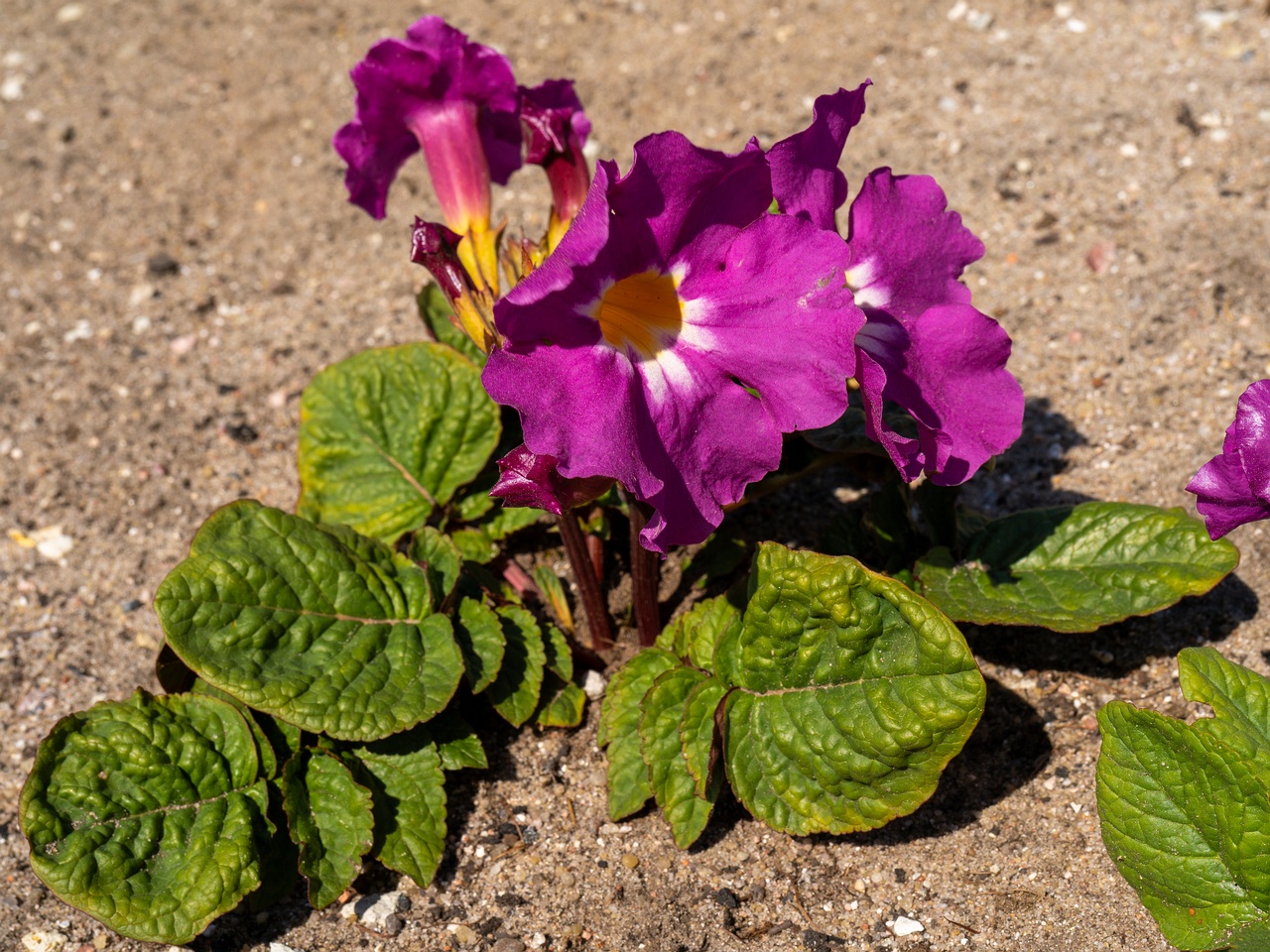 Incarvillea mairei _2025-06-01_1-1