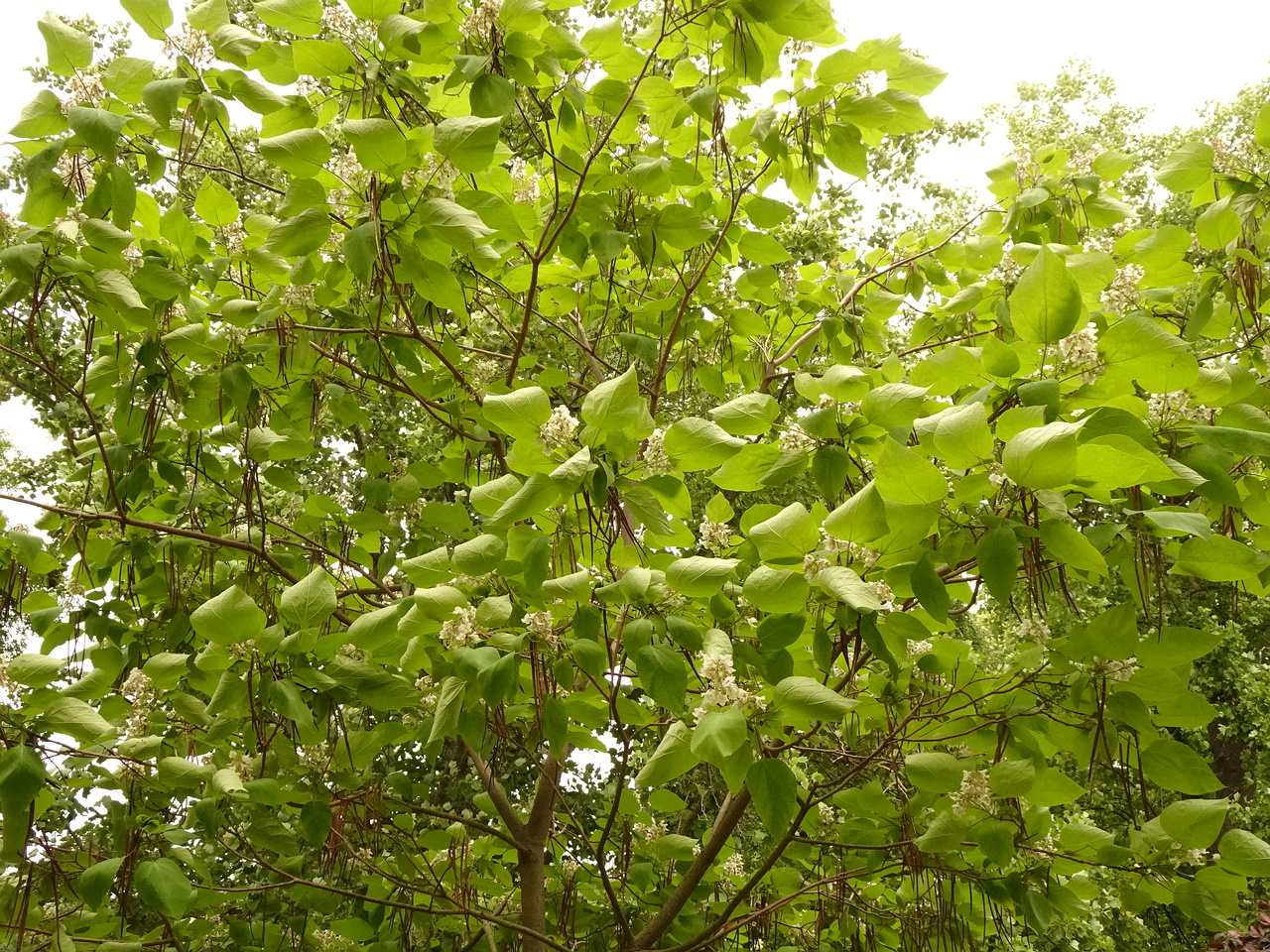 DSC04940