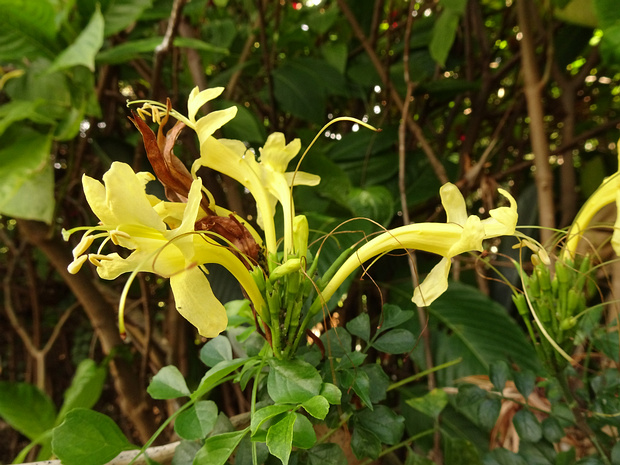 Текомария капская желтая форма - Tecomaria capensis f. lutea