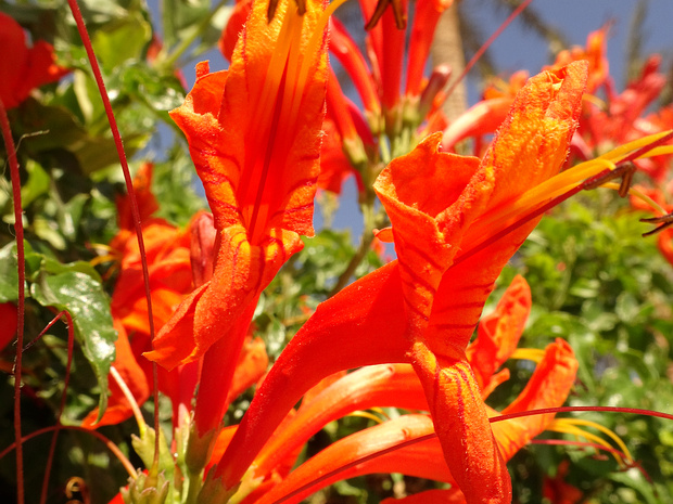 Текомария капская - Tecomaria capensis