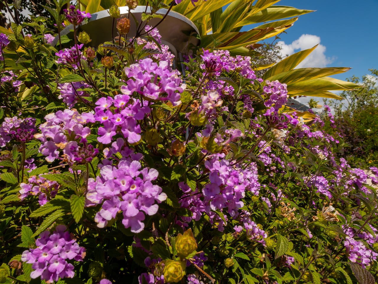 Lantana montevidensis _2025-05-12_1-1